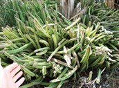 Carrion Plant