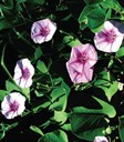 Coastal Morning Glory, Goat's Foot Convolvulus