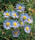 Cut Leaf Daisy