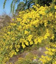 Hairy Wattle or Weeping Boree