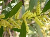 Sallow, Sydney Wattle