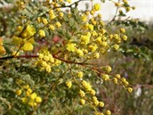 Mudgee wattle