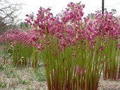 Garland lily