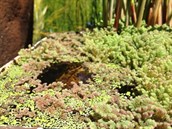Duckweed