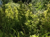 Running bamboos 