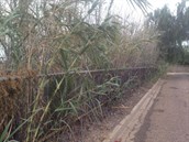 Giant Reed