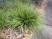 Spiny mat rush