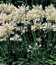 Dwarf White Agapanthus