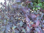 Purple Joyweed