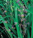 Blue Flax Lily, Paroo