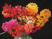 Crucifix Orchids