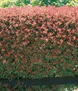Dwarf Photinia
