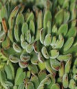 Echeveria setosa