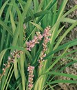 Liriope, Evergreen Giant