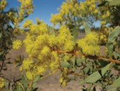 Western Silver Wattle