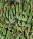 Echeveria setosa