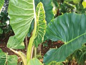 Elephant Ears