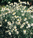 Golden Everlasting or Strawflower