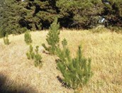 Radiata Pine