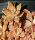 Sedum nussbaumerianum