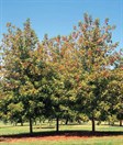 Sensation Maple