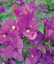Bougainvillea
