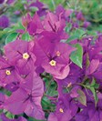 Bougainvillea, Paper Flower