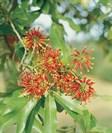 Firewheel Tree, Wheel of Fire, White Oak