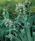 New Zealand Rock Lily