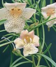 Bignonia Emu Bush / Big Poly