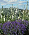 Blue Salvia