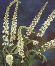 Buddleja 'Spring Promise'