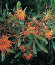 Olive Leaved Grevillea