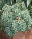 Echeveria glauca