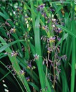 Flax Lilies