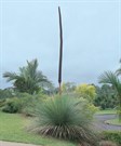 Grass Tree