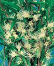 Melaleuca Revolution Green