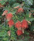 Robyn Gordon Grevillea