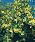 Carolina Jessamine