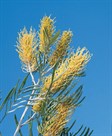 Sandra Gordon Grevillea