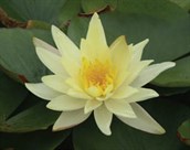 Yellow Water Lily