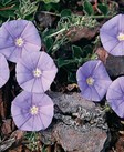 Convolvulus