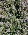 Creeping Rosemary
