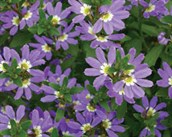 Fan Flower