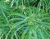 Umbrella Sedge
