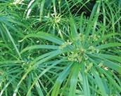 Umbrella Sedge