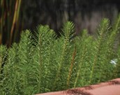Water Milfoil