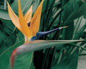 Bird of Paradise