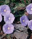 Blue Saucer Flower