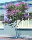 Crepe myrtle cultivars